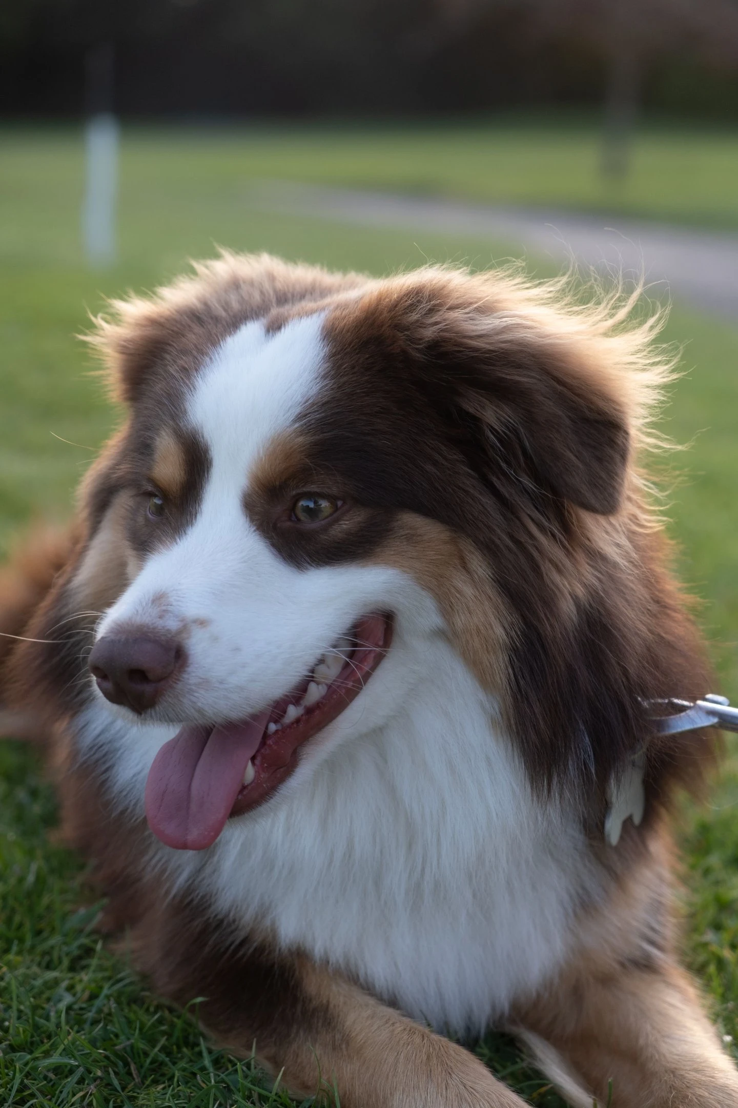Photo chien avec flou d'arrière plan — Tristan